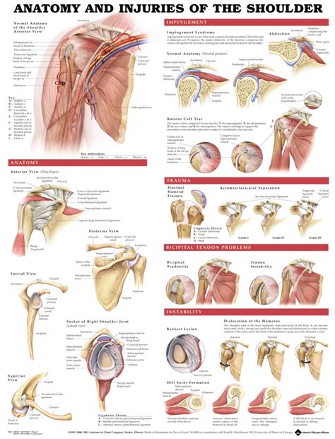 detailed shoulder chart muscle anatomy body anatomy human anatomy