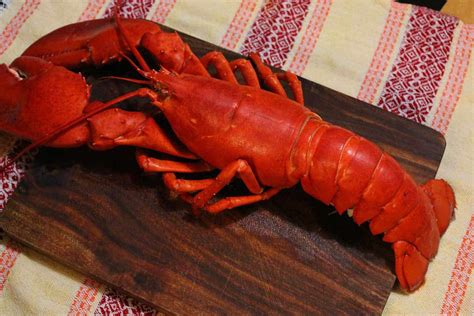 lobster seaweed rice rolls lobster gimbap recipe maangchicom
