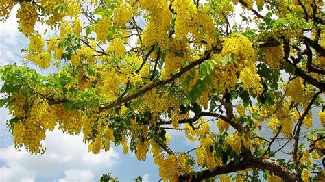 sonalu flower সোনালু ফুল বাঁদর লাঠি ফুল cassia fistula golden shower tree are in full
