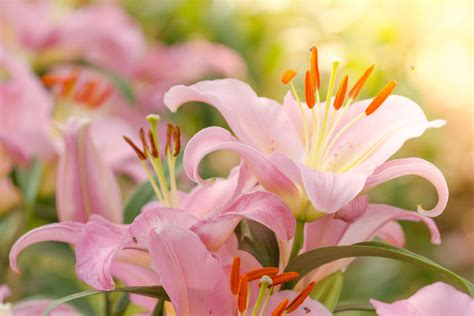 may birth flower flower meaning