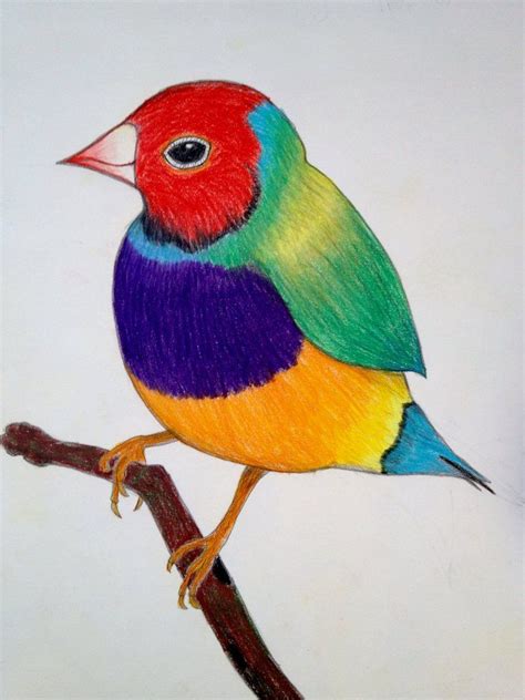 colorful bird  helliatrix  deviantart rainbow drawing bird