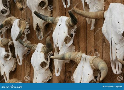 crani del bestiame immagine stock immagine  animale