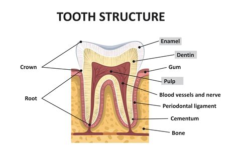 structure  human teeth education illustrations creative market