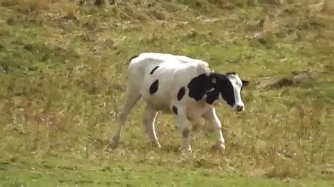 crazy cow runs downhill youtube