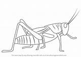 Grasshopper Draw Insects Drawingtutorials101 sketch template