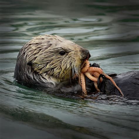 sea otter eating octopus photograph by cindy mcintyre fine art america