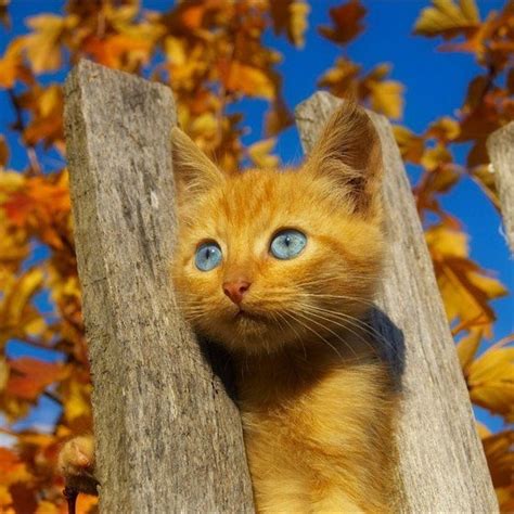 yellow cat cute animal pictures kittens cutest yellow cat
