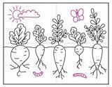 Vegetables Draw Trace Marker Color sketch template