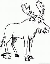 Moose Coloring Pages Part Zoom Print sketch template