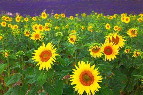 sunflowers lavender  jim nilsen photography