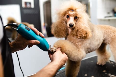 tips  dog grooming escouts