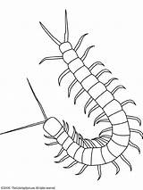 Centipede Coloring Colouring Kids Printables sketch template