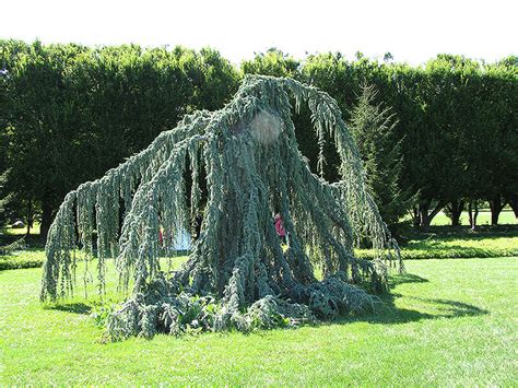 weeping blue atlas cedar  pot   plants garden supplies