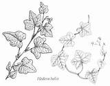 Ivy Drawing Draw English Leaf Vine Visit Drawings Poison Paintingvalley Sketch sketch template