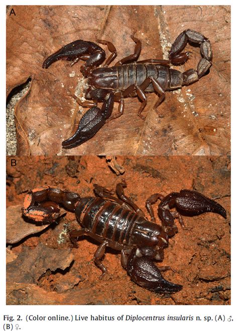 The Scorpion Files Newsblog A New Species Of Diplocentrus From Honduras