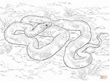 Coloring Snake Pages Rat Drawing sketch template