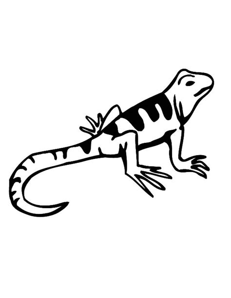 amazing animal lizard coloring pages  print  coloring