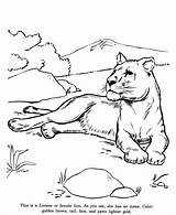 Lioness Animals Colorir Kolorowanki Felinos Drawings Leoa Lwica Lwy Dzieci Colouring Kids Sketches Animais Honkingdonkey Pokoloruj Onças sketch template