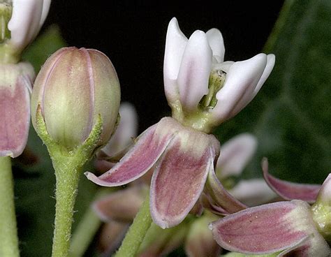 identify milkweed plants quickly  confidently save  monarchs