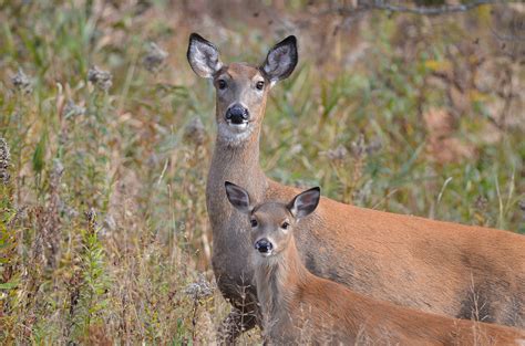 14 Deer Teeth Aging Png Teeth Walls Collection For Everyone