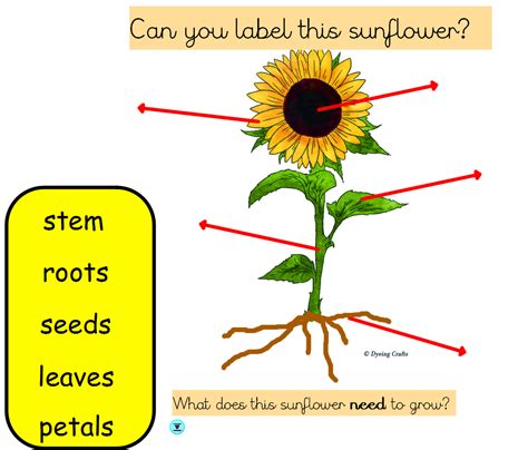 year  science sunflower