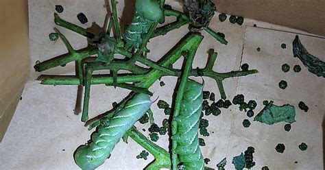 know your enemy tobacco hornworms these three ate almost an entire