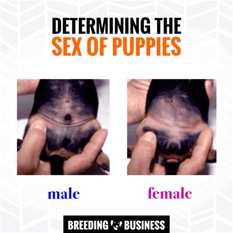 sexing puppies — how to determine the sex of newborn puppies