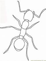 Fourmi Ant Ants Hormigas Formica Insectos Cigale Robaki Insect Insects Animali Kolorowanki Fourmis Owady Colorier Bordado Insekten Mier Dzieci Kleurplaten sketch template