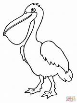 Pelican Coloring Pages Bird Printable Drawing Pelicans Birds Brown Outline Color Clipart Gt Sheets Kids Online Cartoon Drawings Book Tattoo sketch template