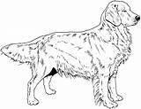 Retriever Chien Hunde Weiss Labrador Puppy Tiere Colorier Berger Allemand Chiens Honden Hond Zwart Breed 1001 Plaatjes Pyrenees Retrievers Pixel sketch template