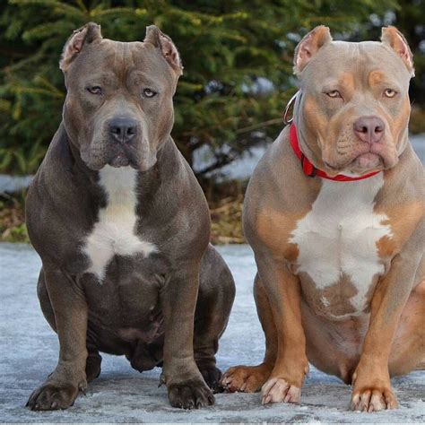 cute standard american bully breeders picture hd bleumoonproductions