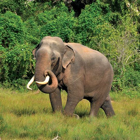 Sri Lankan Elephant The Parody Wiki Fandom Powered By