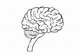 Cerebro Gehirn Cerveau Cervello Malvorlage Hersenen Kleurplaat Figuras sketch template