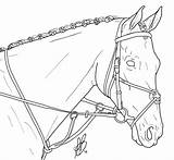 Head Dressage Tack Lineart Ievent Visit sketch template