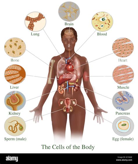 dibujo de esperma humano fotografías e imágenes de alta resolución