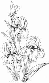 Coloring Pages Iris Drawing Adult источник sketch template