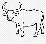 Ox Buffalo Drawing Outline Coloring Water Carabao Clipart Oxen Pages Ultra Bull Icon Drawings Transparent Cattle Rodeo Clipartmag Paintingvalley Pinclipart sketch template