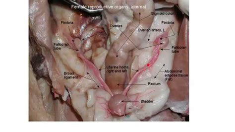 Reproductive System Female Organs Diagram The Female Reproductive