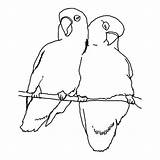 Coloring Birds Pages Promise Getcolorings Printable Getdrawings Color sketch template