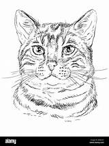Cat Tabby Outline Drawing Bengal Portrait Color Monochrome Illustration Vector Isolated Curious Alamy Hand Background sketch template
