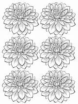 Coloring Dahlia Flower Flowers Pages Adult Adults Six Vegetation Beautiful Color Printable Most Getcolorings Stars Print Fleurs Et sketch template