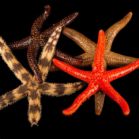 starfish sea stars national geographic