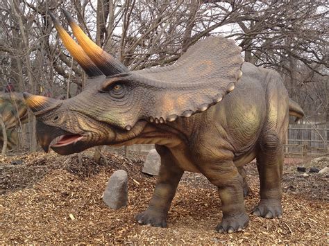 dinosaur triceratops info photo