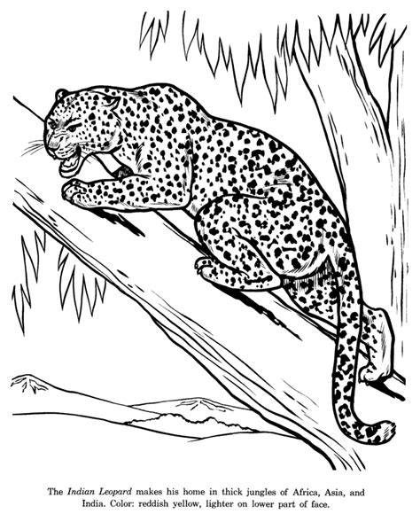 leopard coloring pages    print