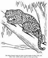 Leopardo Wildlife sketch template