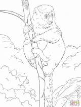 Coloring Bamboo Lemur Pages Lesser Eastern Drawing Printable sketch template