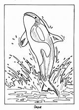 Killer Whale Coloring Pages Print sketch template