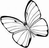 Coloring Pages Butterfly sketch template