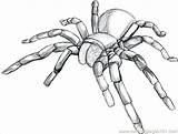 Draw Spider Tarantula Drawing Step Line Coloring Cool Drawings Colouring 3d Pages Bugs Sketch Sketches Realistic Sketching Dibujar Do Choose sketch template