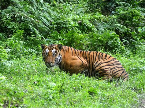tiger population leaps  percent  india study finds nbc news
